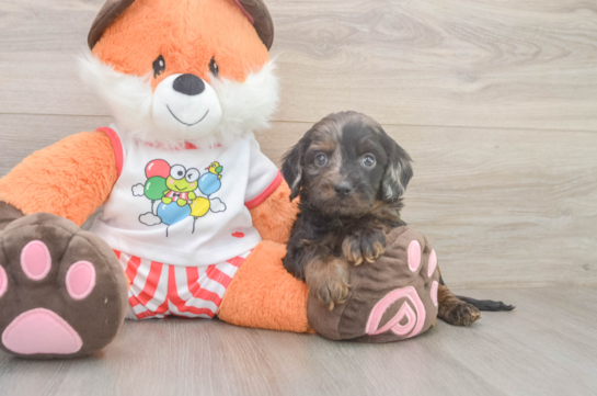 Playful Cavapoodle Poodle Mix Puppy