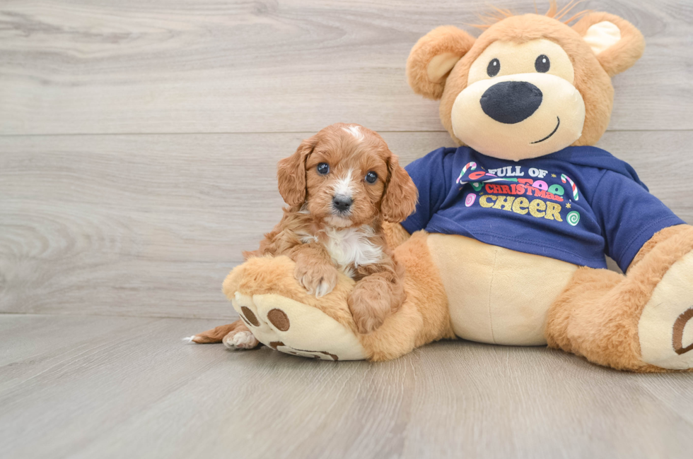 5 week old Cavapoo Puppy For Sale - Windy City Pups