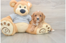 Cavapoo Puppy for Adoption