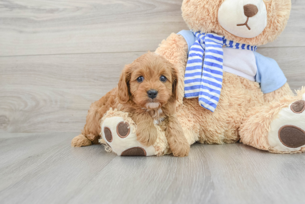 Happy Cavapoo Baby