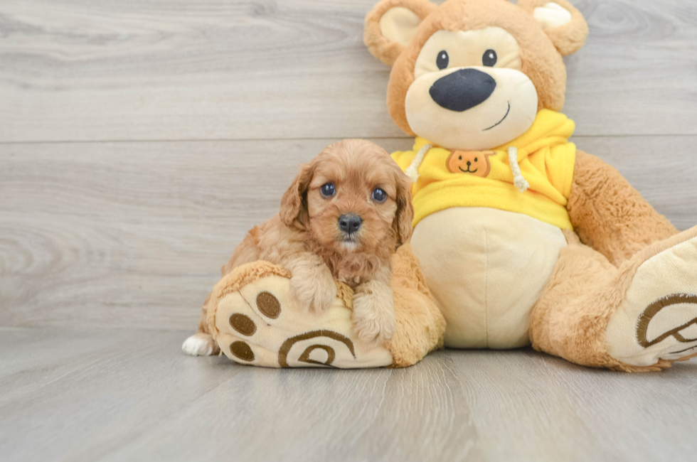 5 week old Cavapoo Puppy For Sale - Windy City Pups