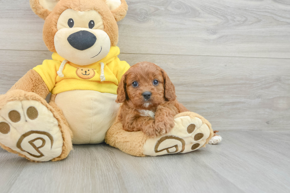 Sweet Cavapoo Baby