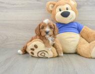 7 week old Cavapoo Puppy For Sale - Windy City Pups