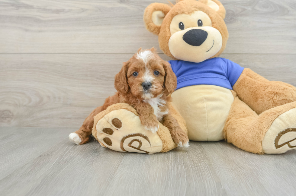 5 week old Cavapoo Puppy For Sale - Windy City Pups