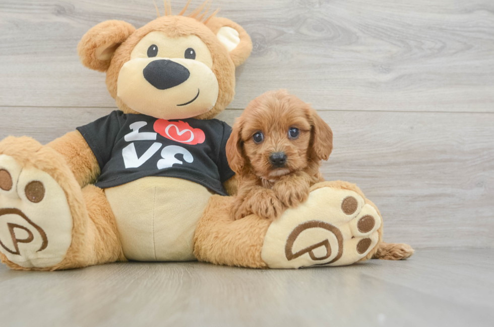 6 week old Cavapoo Puppy For Sale - Windy City Pups