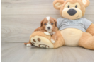 Cavapoo Puppy for Adoption