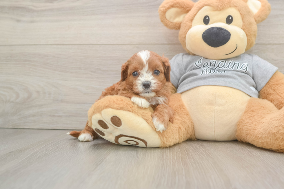 Cavapoo Puppy for Adoption