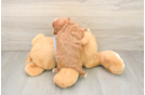 Petite Cavapoo Poodle Mix Pup