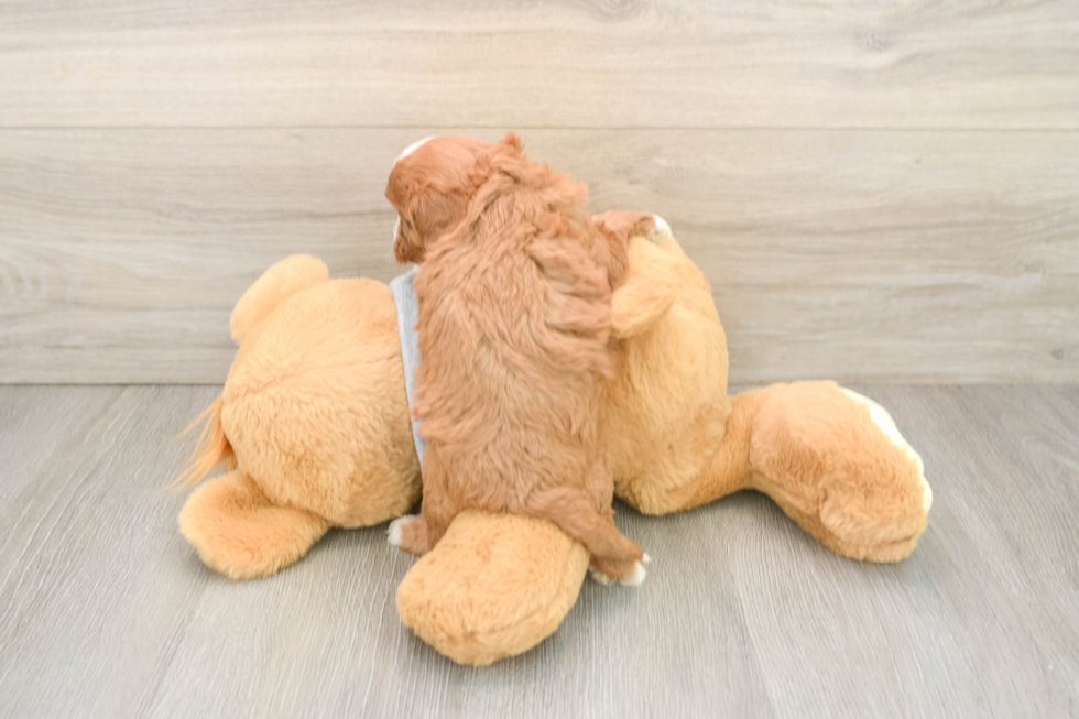 Petite Cavapoo Poodle Mix Pup
