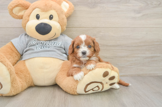 Sweet Cavapoo Baby