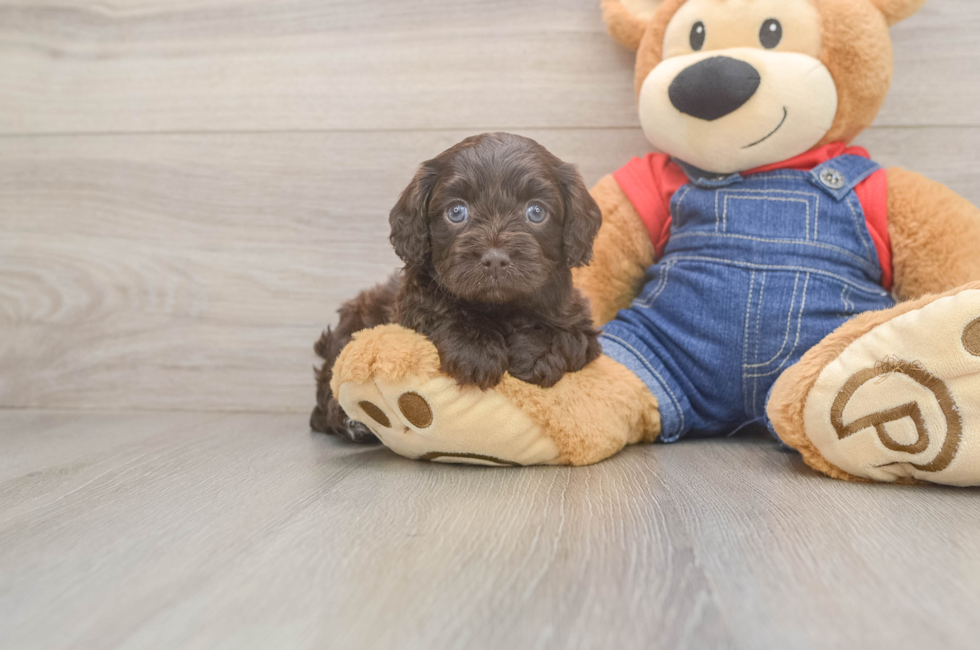 5 week old Cavapoo Puppy For Sale - Windy City Pups