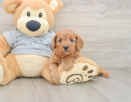 8 week old Cavapoo Puppy For Sale - Windy City Pups