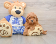 8 week old Cavapoo Puppy For Sale - Windy City Pups