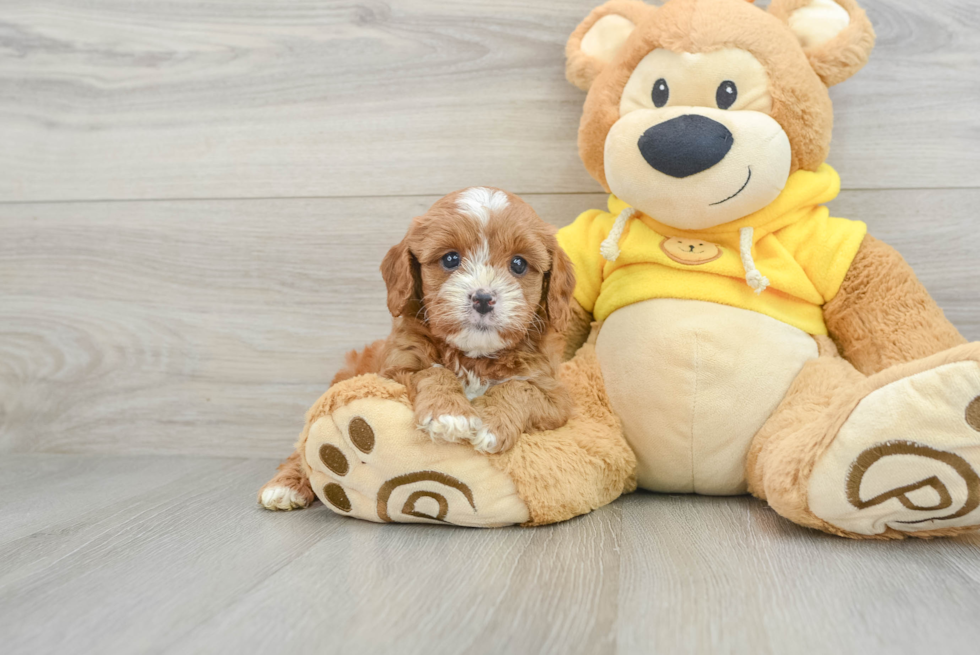 Energetic Cavoodle Poodle Mix Puppy