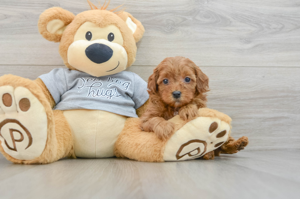 6 week old Cavapoo Puppy For Sale - Windy City Pups