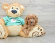 8 week old Cavapoo Puppy For Sale - Windy City Pups