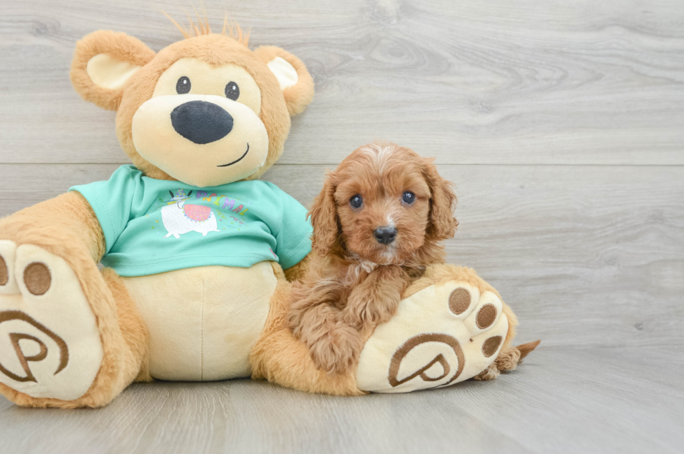 8 week old Cavapoo Puppy For Sale - Windy City Pups