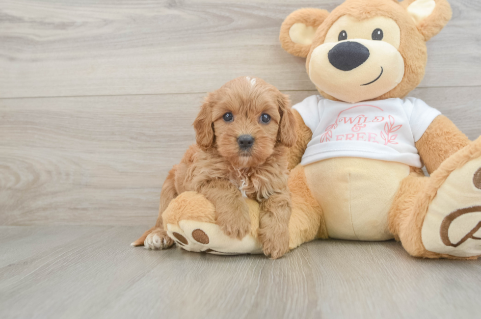 6 week old Cavapoo Puppy For Sale - Windy City Pups