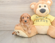 9 week old Cavapoo Puppy For Sale - Windy City Pups