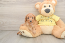 Sweet Cavapoo Baby