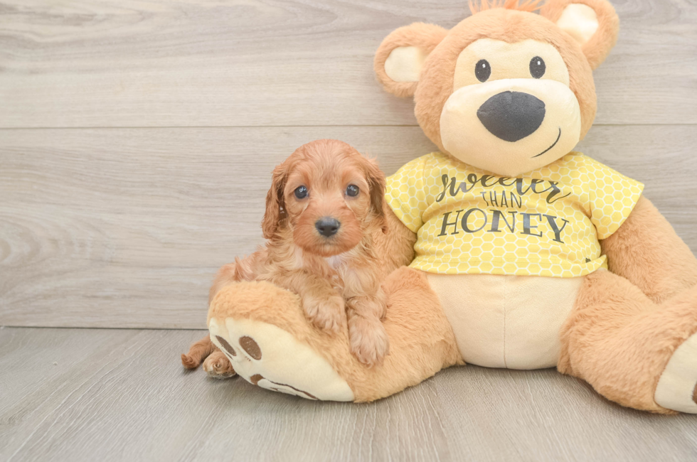 6 week old Cavapoo Puppy For Sale - Windy City Pups