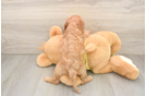 Funny Cavapoo Poodle Mix Pup