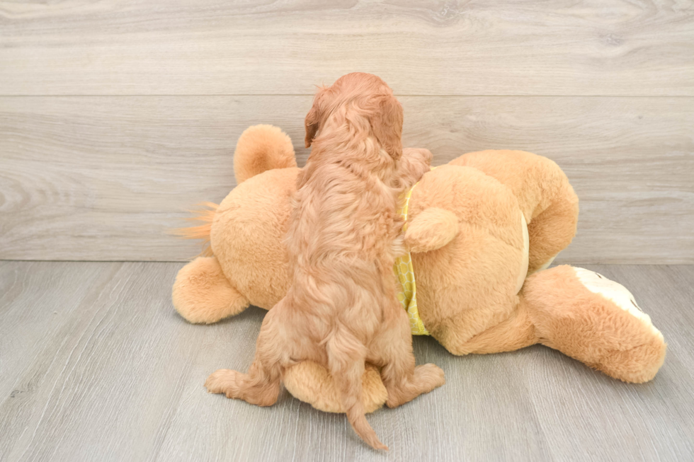 Funny Cavapoo Poodle Mix Pup