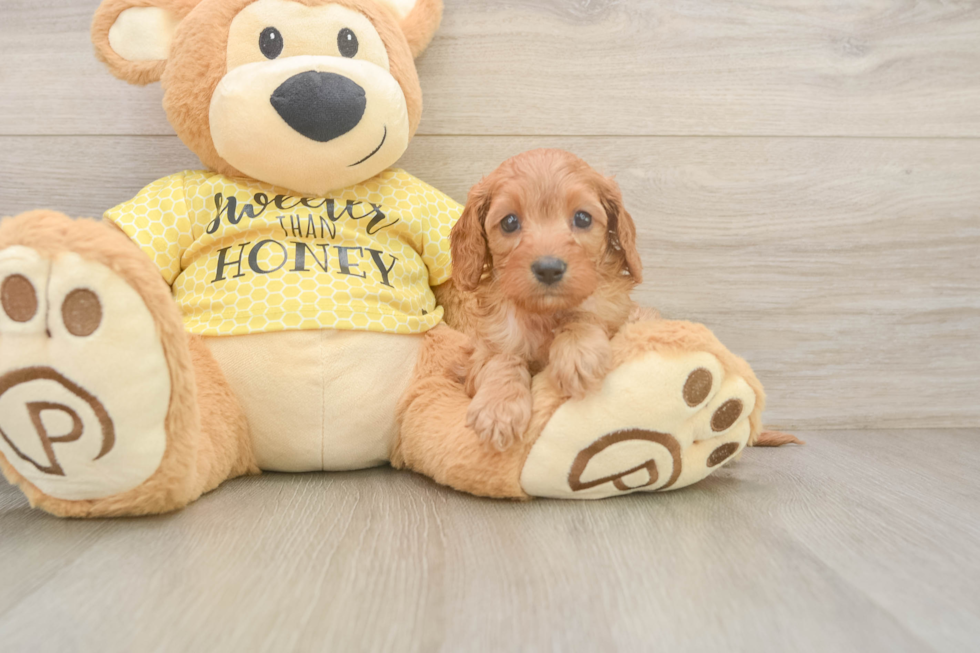 Cavapoo Pup Being Cute