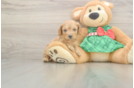 Cavapoo Puppy for Adoption