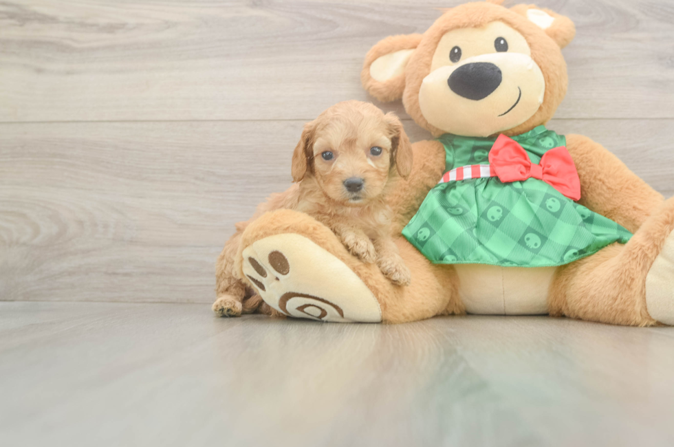5 week old Cavapoo Puppy For Sale - Windy City Pups