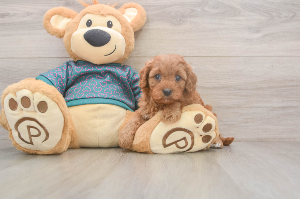 5 week old Cavapoo Puppy For Sale - Windy City Pups