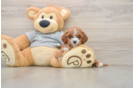 Cavapoo Puppy for Adoption