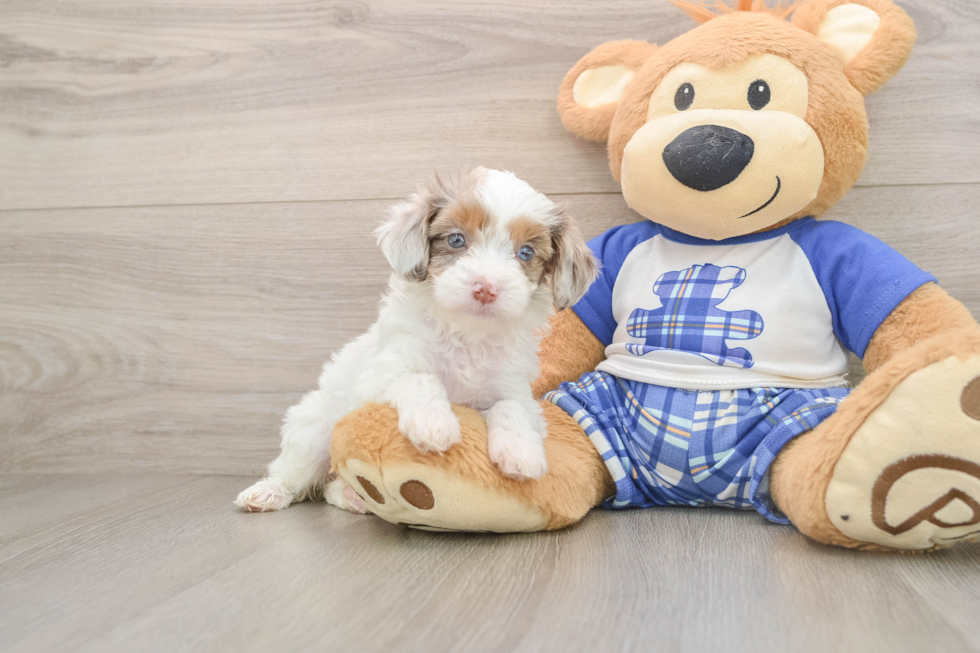 Sweet Cavapoo Baby