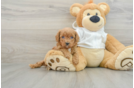 Cavapoo Puppy for Adoption