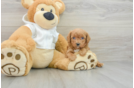 Cavapoo Puppy for Adoption