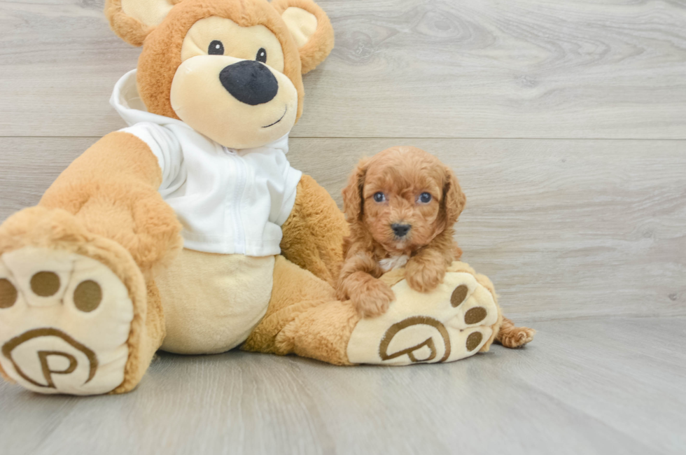 7 week old Cavapoo Puppy For Sale - Windy City Pups