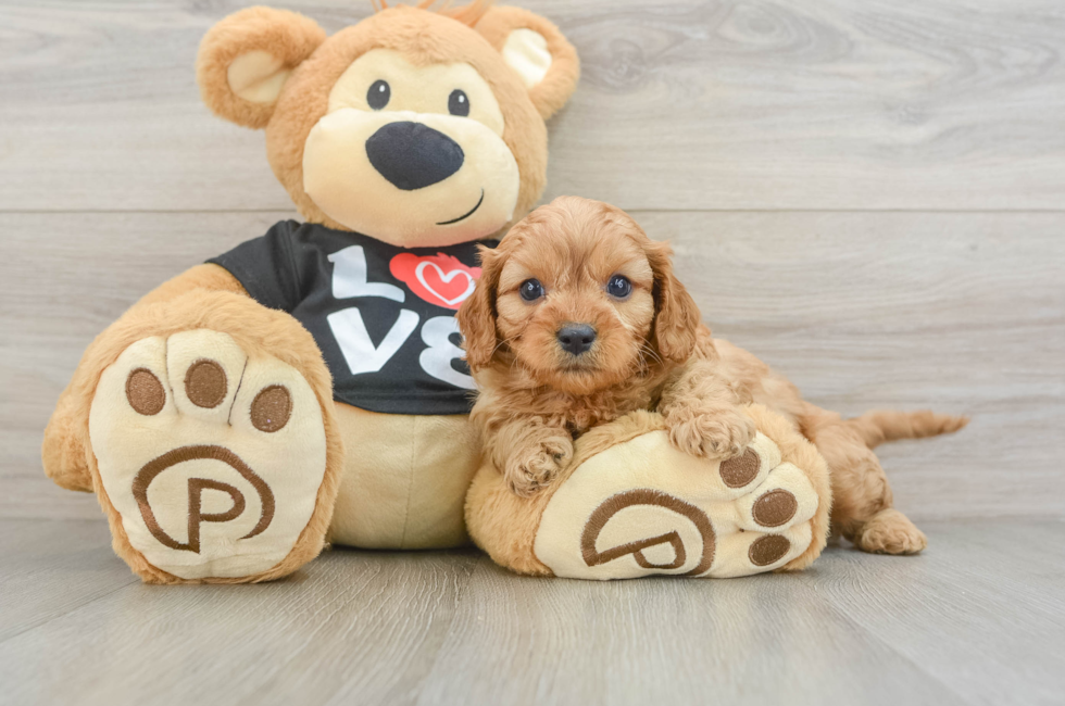 7 week old Cavapoo Puppy For Sale - Windy City Pups