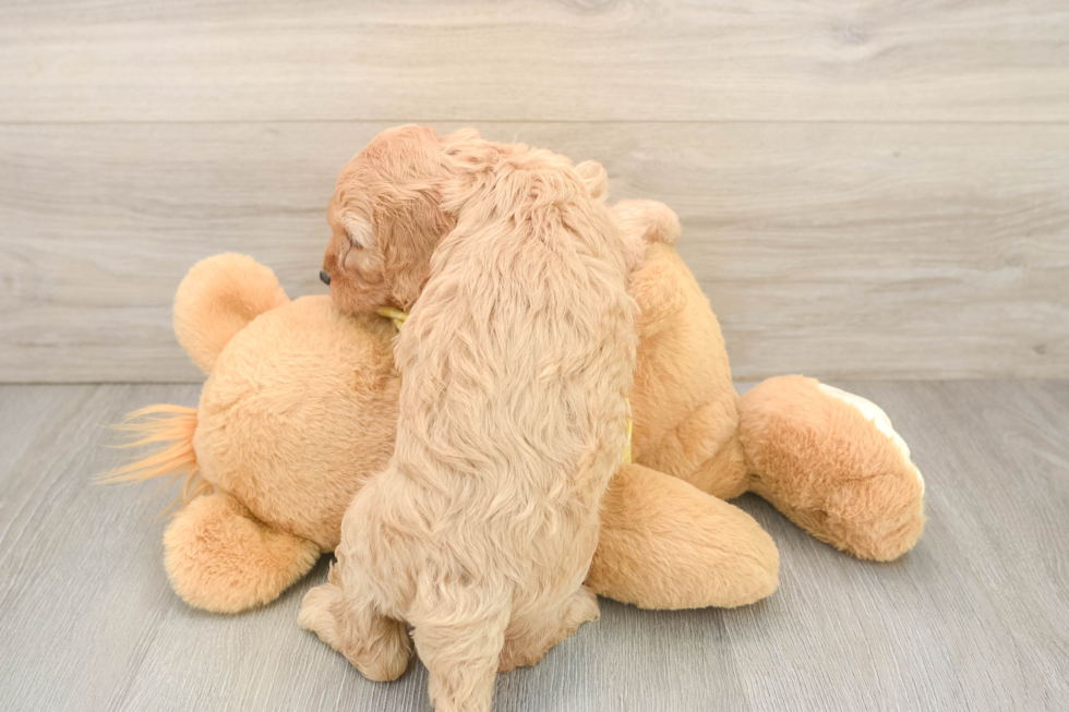 Best Cavapoo Baby