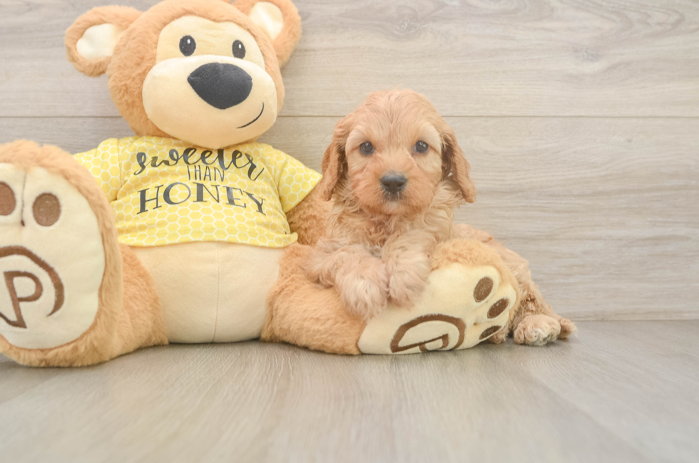 6 week old Cavapoo Puppy For Sale - Windy City Pups