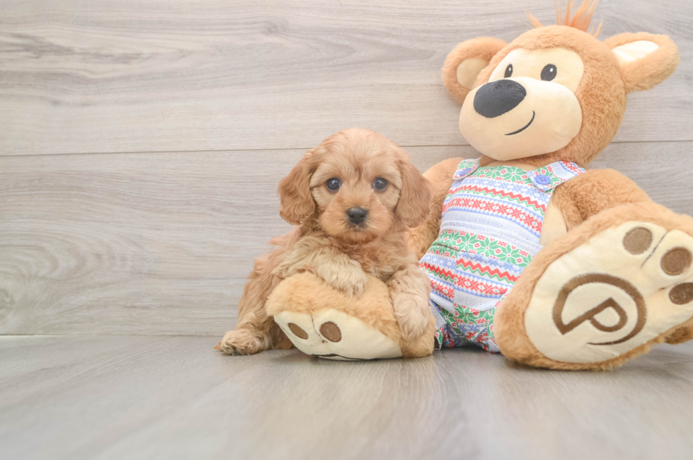 6 week old Cavapoo Puppy For Sale - Windy City Pups
