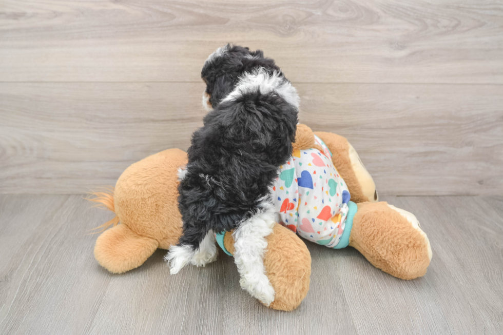 Cavapoo Pup Being Cute