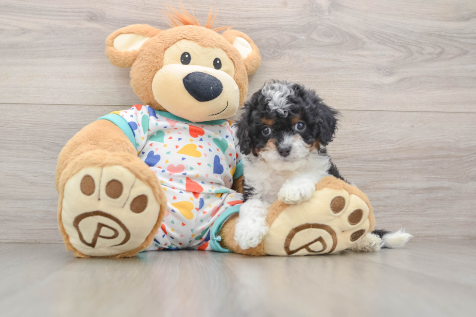 Cavapoo Puppy for Adoption