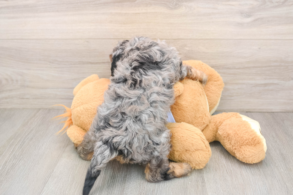 Cavapoo Puppy for Adoption