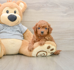 8 week old Cavapoo Puppy For Sale - Windy City Pups