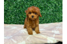 Cavapoo Puppy for Adoption