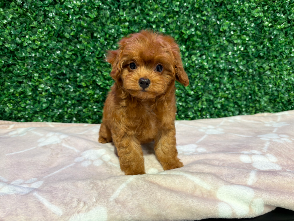 Cavapoo Puppy for Adoption