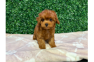 Cute Cavapoo Baby
