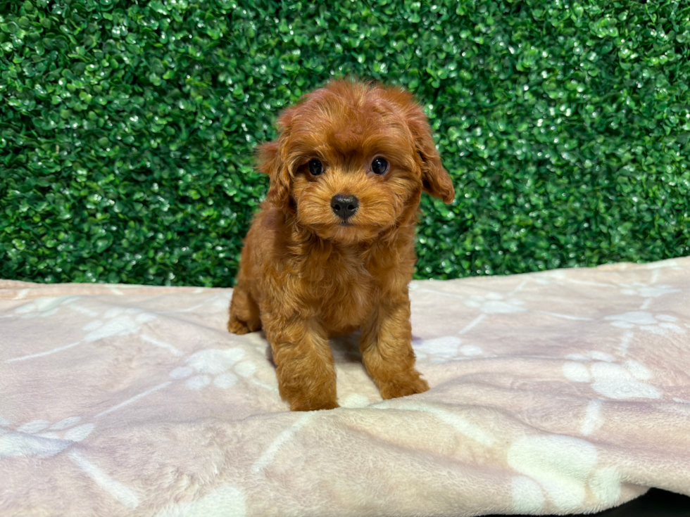 Cute Cavapoo Baby