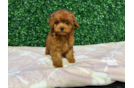 Cavapoo Pup Being Cute