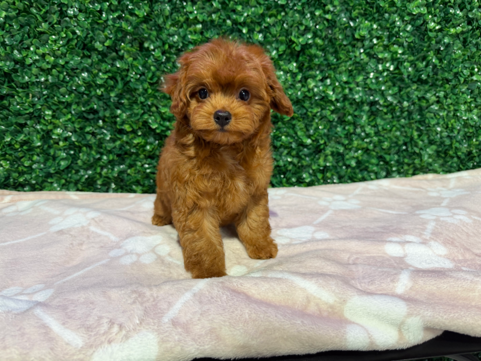Cavapoo Pup Being Cute